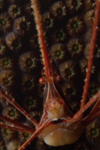Arrowcrab, Bonaire, Nikon 801 with 60mm macro lens in Sub... by Ernst Seeling 